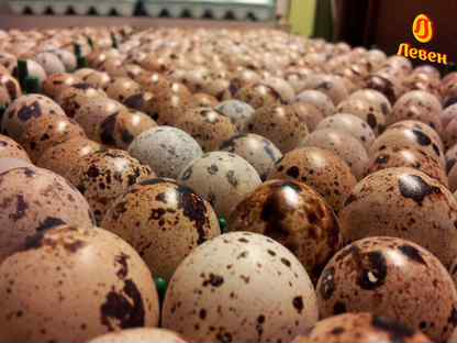 Инкубационное яйцо перепелов в наличии, Зеленогорск