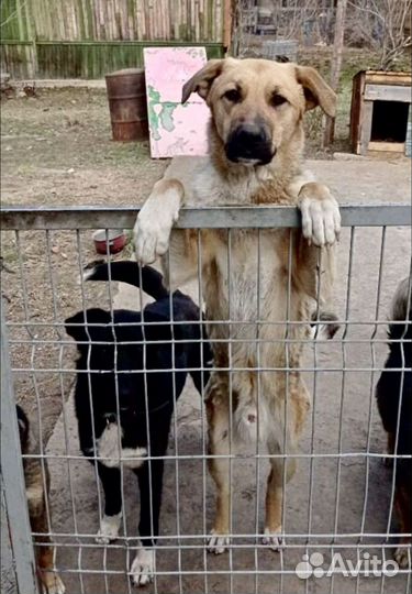 Щенок кобель пес помесь с овчаркой отдам