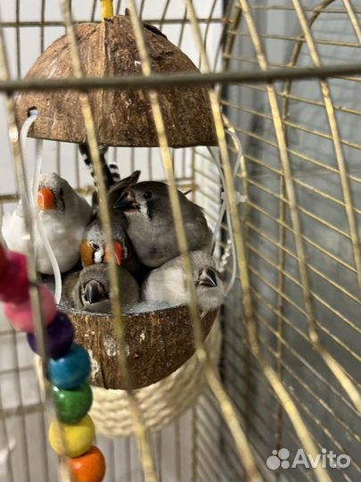 Зебровые амадины