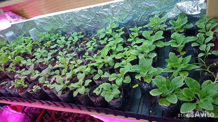 Рассада петуньи ампельной и кустовая