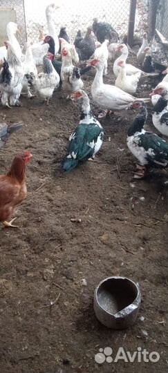 Домашняя птица