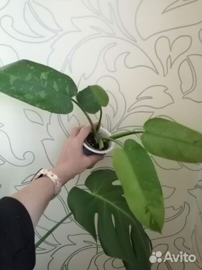 Филодендроны