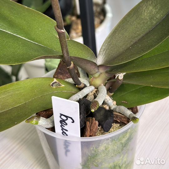 Орхидея фаленопсис мини