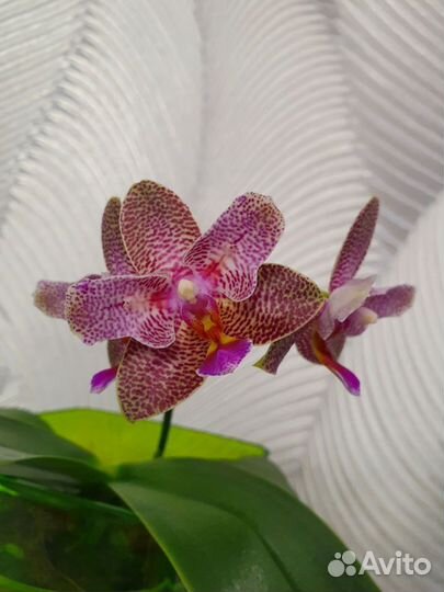 Орхидея Phal. Joy Fairy Tale ' 670 бабочка