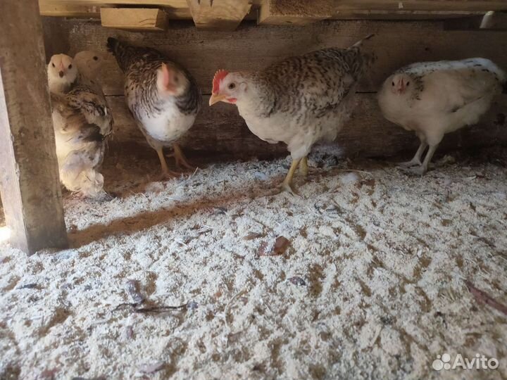 Цыплята несушки подрощенные
