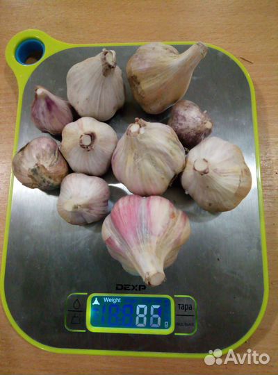 Чеснок 