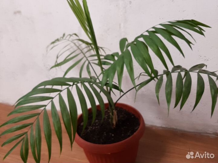 Комнатные растение