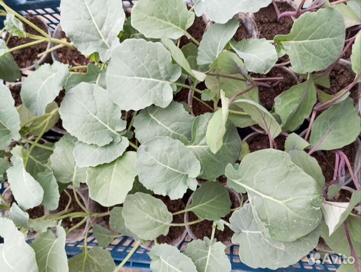 Рассада овощей