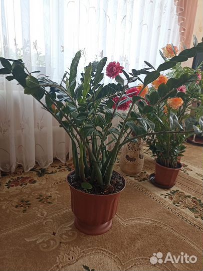 Замиокулькас