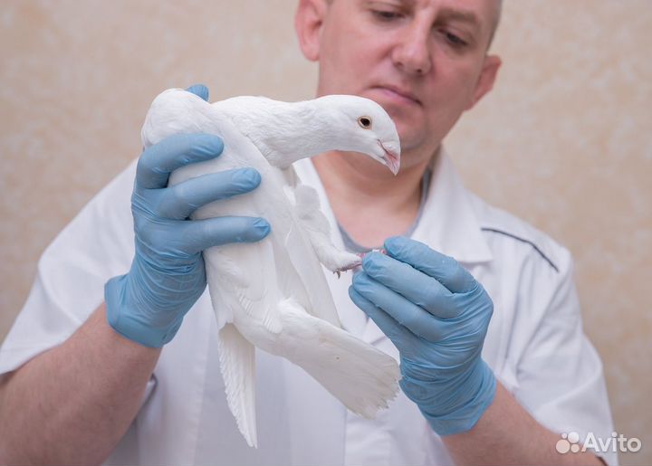 Лечение птиц в Москве и области