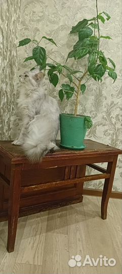 Мейн-кун вязка