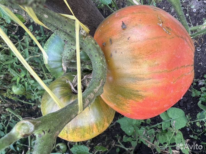 Семена томатов, крупные сорта