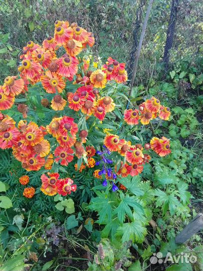 Многолетние цветы