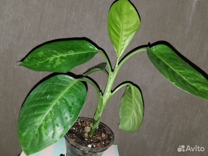 Диффенбахия