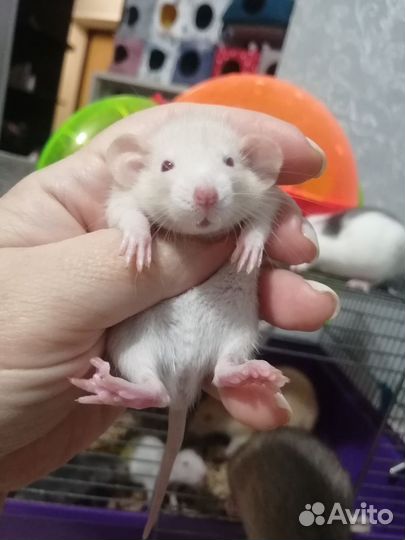 Крыса крысята дамбо
