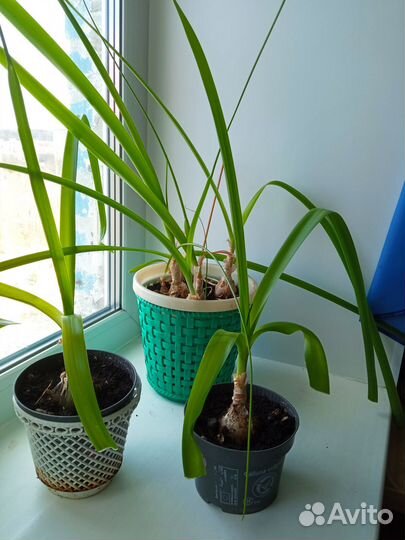 Комнатные растения цветы