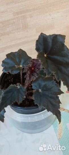 Бегонии и Пеларгонии