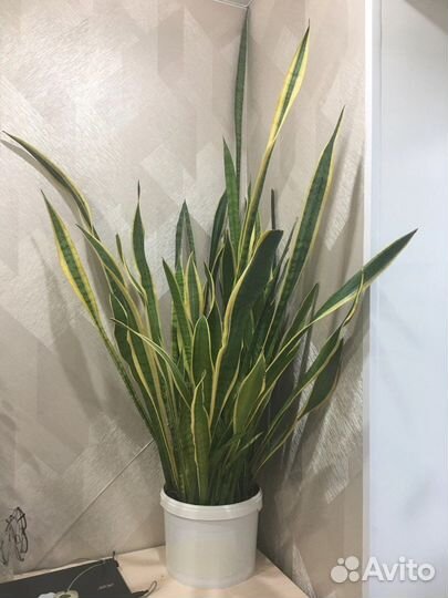 Сансевиерия