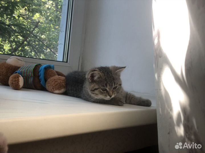 Котенок кошечка