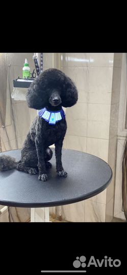 Стрижка собак и кошек