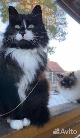 Котик в добрые руки