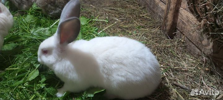 Крольчата разных возрастов