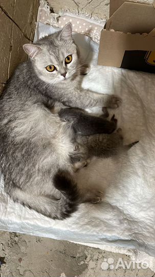Шотландская кошка