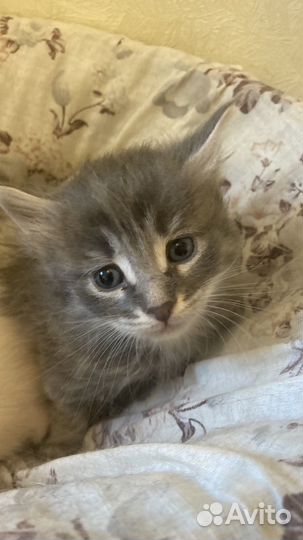 Котенок