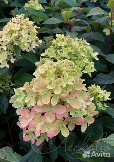 Мини метельчатые гортензии Литл Фреско, Литтл Альф