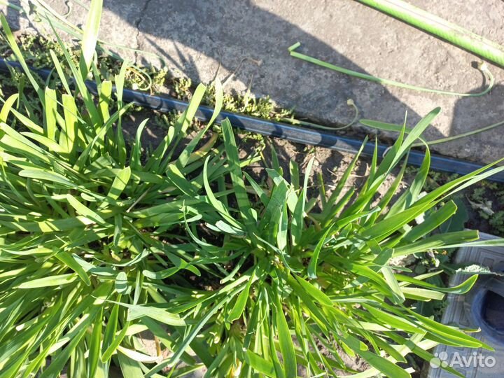 Зелень пучками