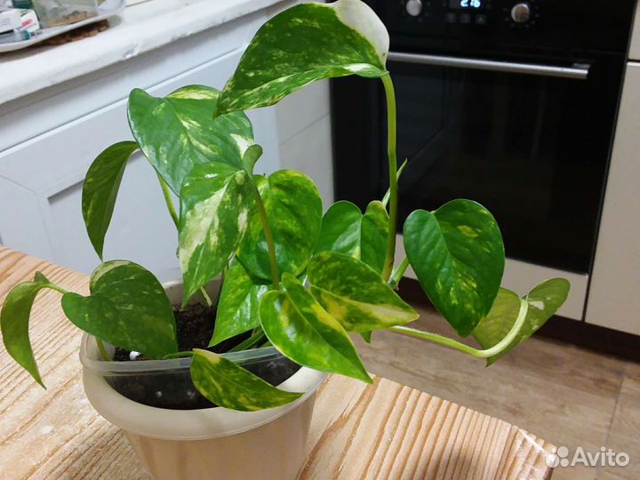 Сциндапсус золотистый, эпипремнум