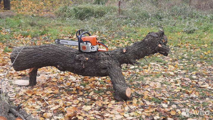 Спил деревьев
