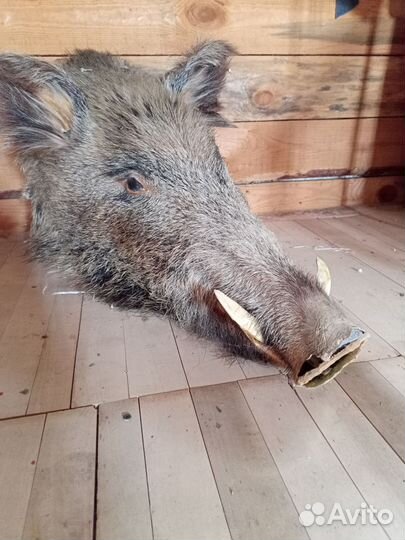 Голова кабана