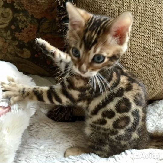 Бенгальские котята с документами