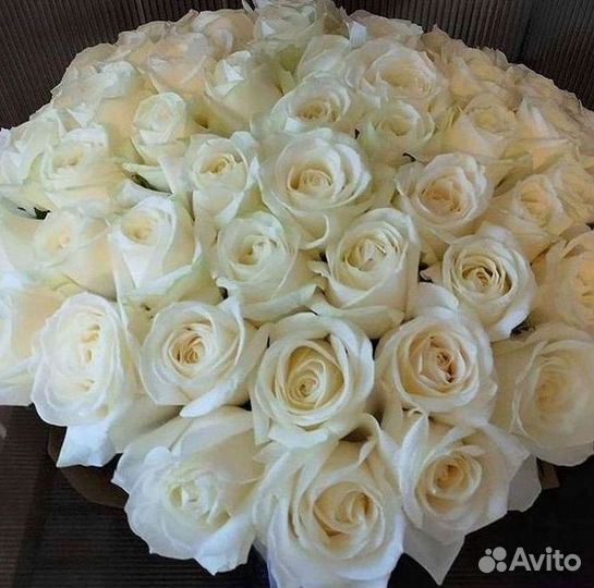 101 роза цветы букеты доставка 25 51 101 роза