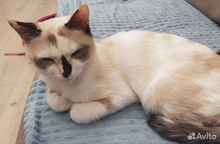 Кошка в дар