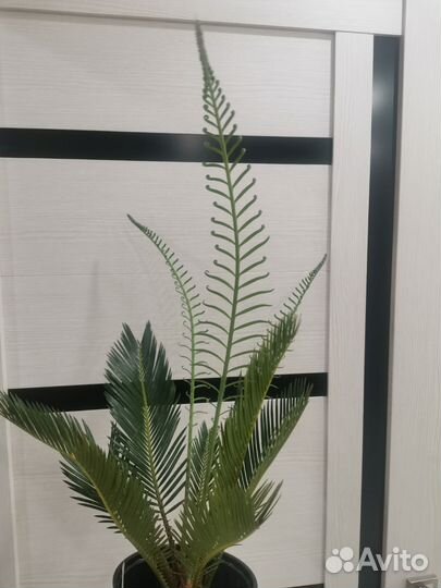 Цикас революта