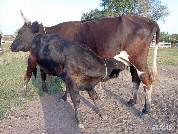 Буйволы,корова,телки