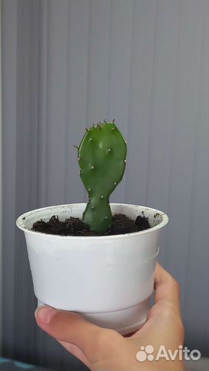 Кактус опунция