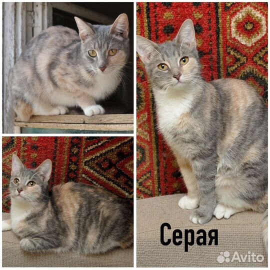 Кошка с интересным окрасом
