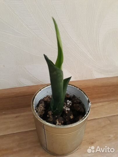 Сансевиерия