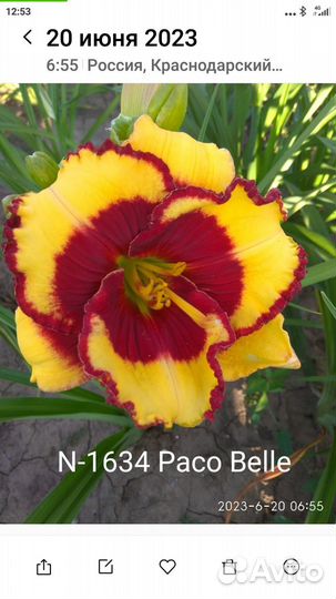 Лилейники сортовые