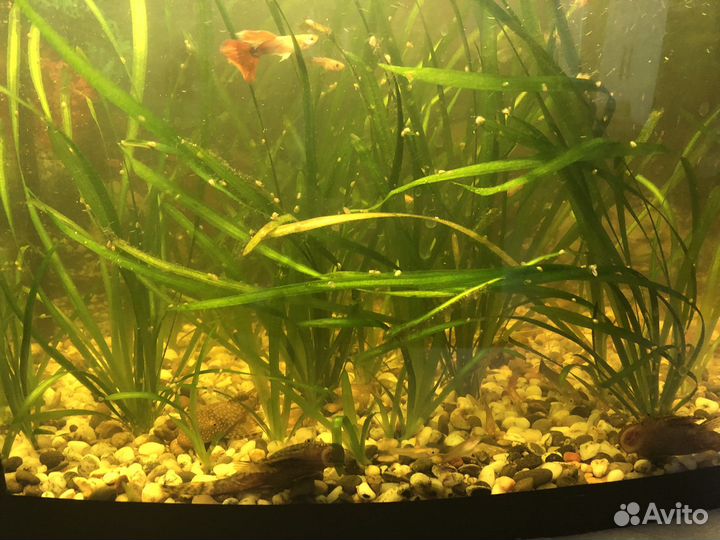 Аквариумные рыбки гуппи