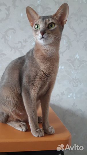 Абиссинская кошка
