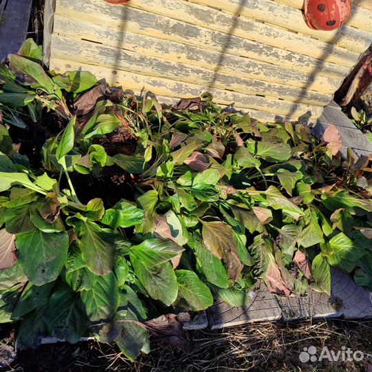 Цветы бадан