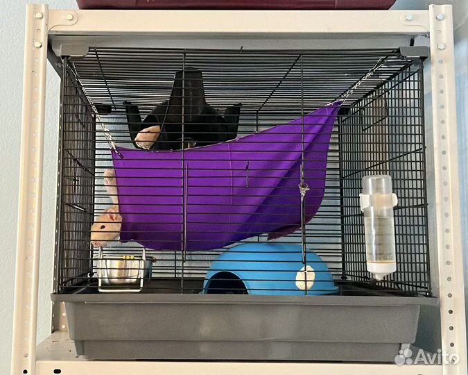 Передержка декоративных крыс