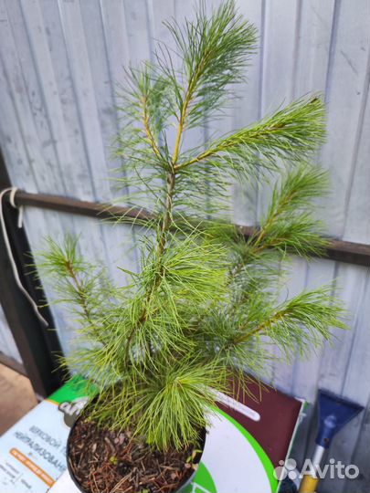 Сосна гималайская