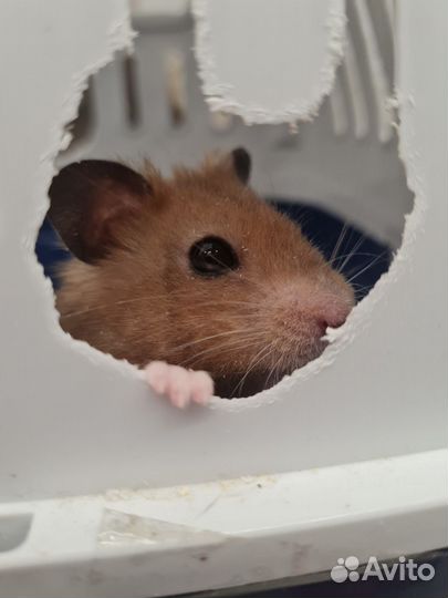 Отдам сирийского хомяка