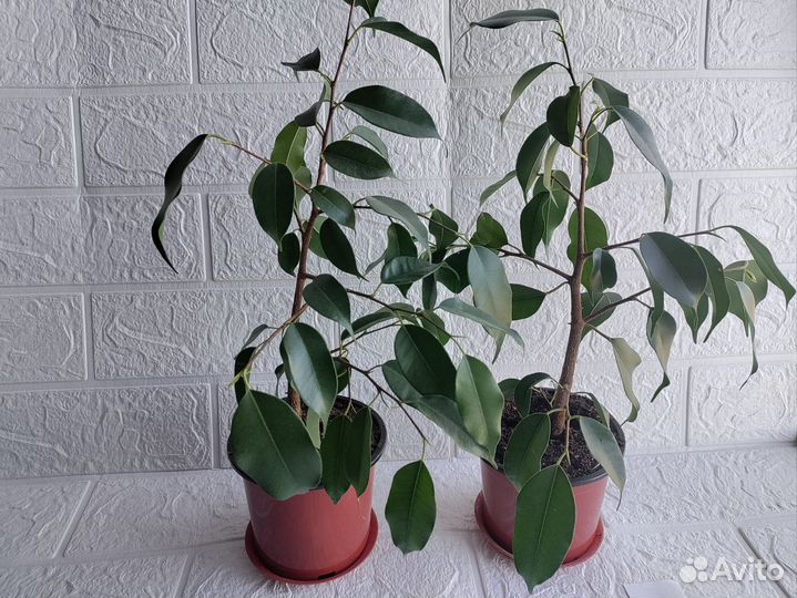 Фикус Бенджамина Даниэль