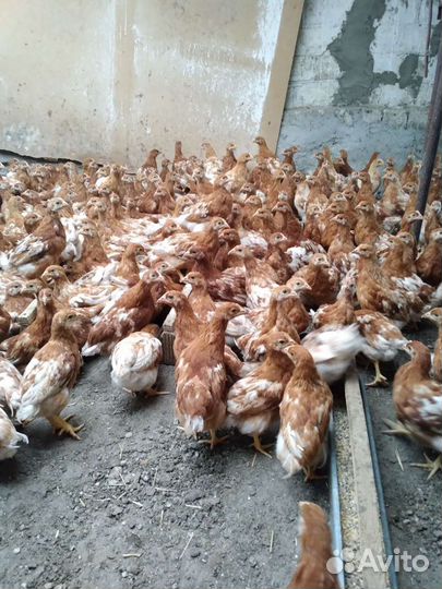 Куры цыплята